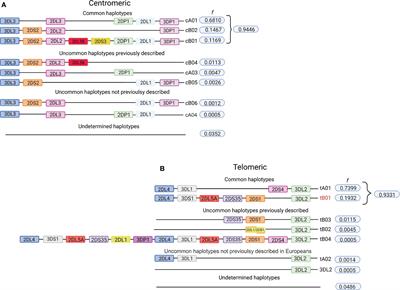 High-Resolution Characterization of KIR Genes in a Large North American Cohort Reveals Novel Details of Structural and Sequence Diversity